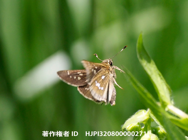 絶滅危惧種ミヤマチャバネセセリ　 Pelopidas jansonis