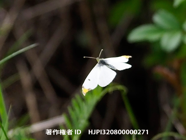 ツマキチョウの飛翔　Anthocharis scolymus