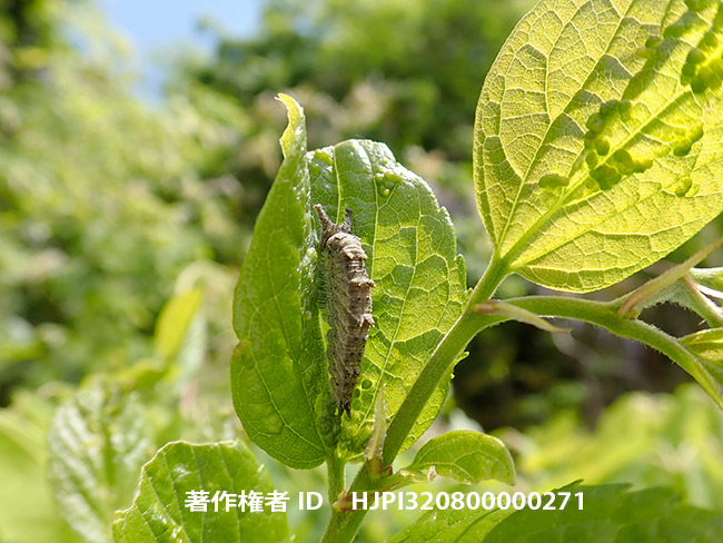 オオムラサキの幼虫