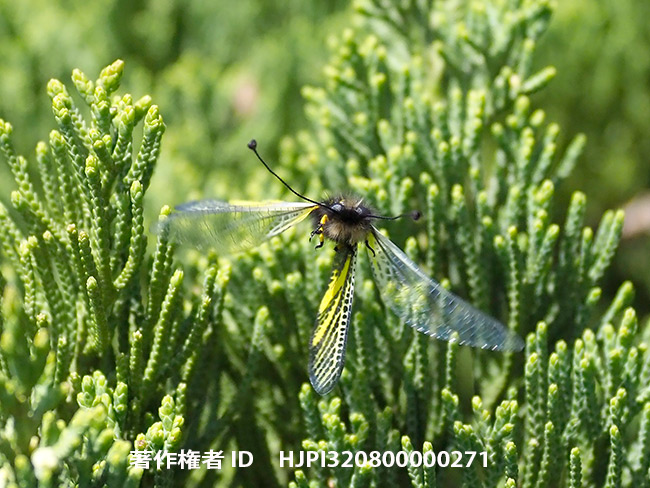 キバネツノトンボの飛翔　Ascaraphus ramburi 