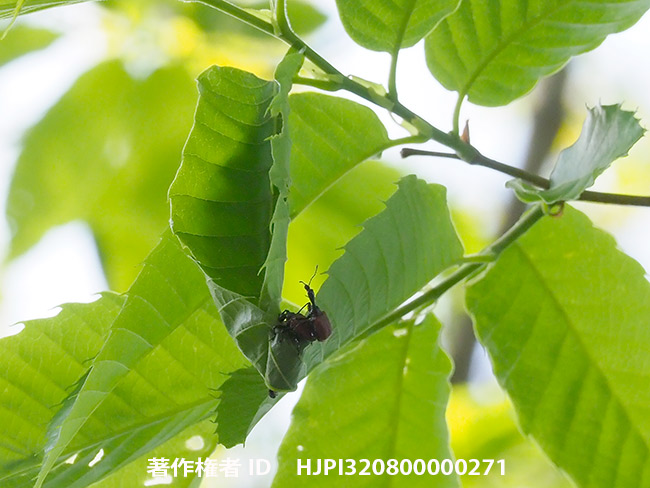 ナミオトシブミ　 Apoderus jekelii 