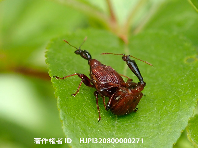 アカクビナガオトシブミ　Physapoderus nigricollis