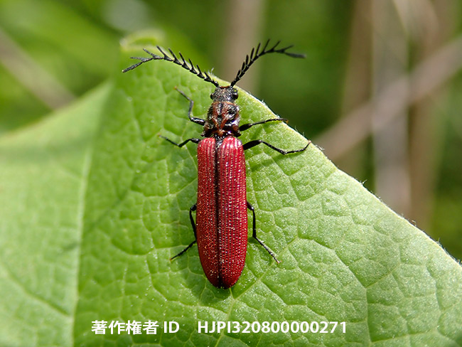 ベニコメツキ Denticollis nipponicus