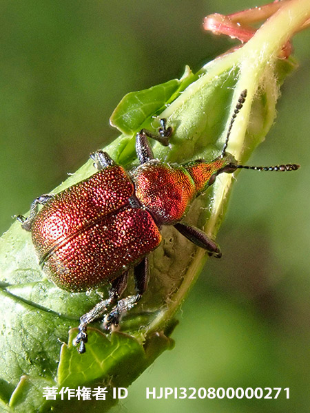 イタヤハマキチョッキリ　Byctiscus venstus