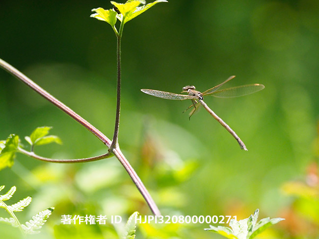 オツネントンボ　Sympecma paedisca