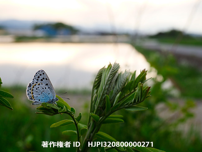 オオルリシジミ Shijimiaeoides divinus