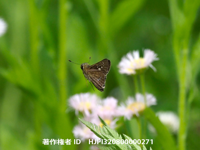 イチモンジセセリ　Parnara guttata