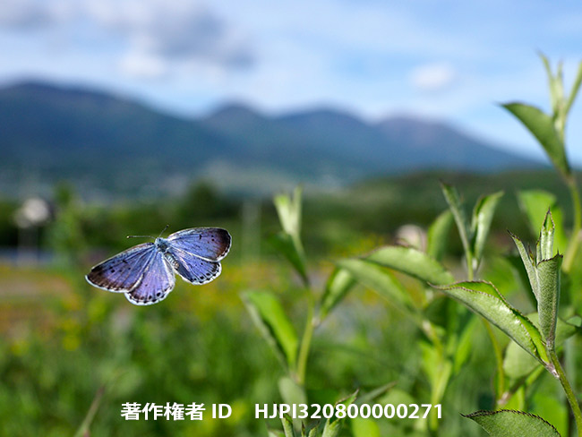 浅間山をバックに飛ぶオオルリシジミ　Shijimiaeoides divinus