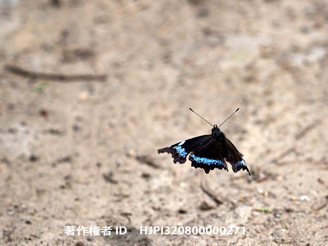 ルリタテハの飛翔　 Kaniska canace