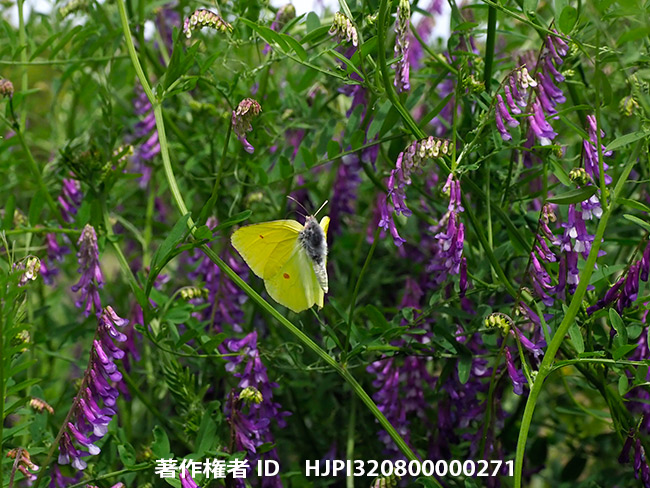 再びヤマキチョウ