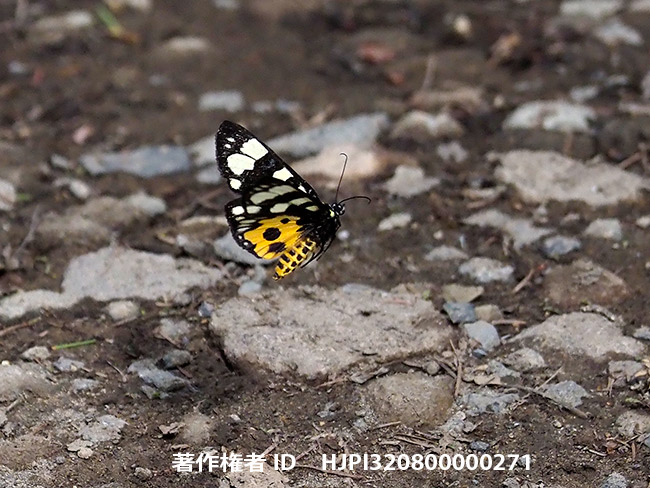 トラガ　Chelonomorpha japana