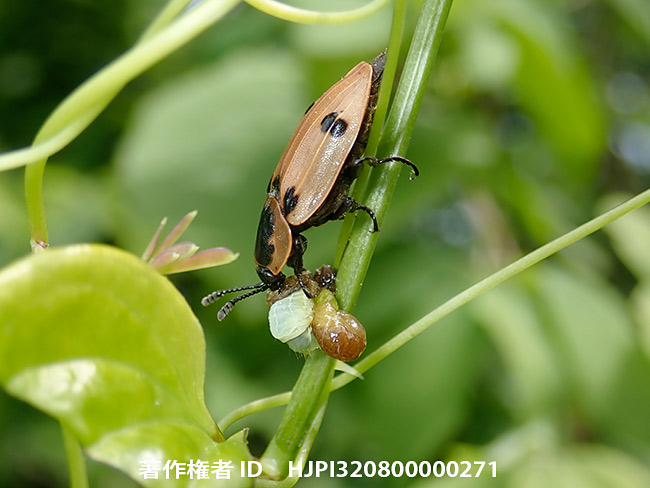 ヨツボシヒラタシデムシ　Dendroxena sexcarinata