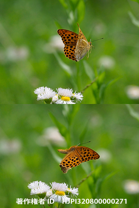 クモガタヒョウモン　Nephargynnis anadyomene