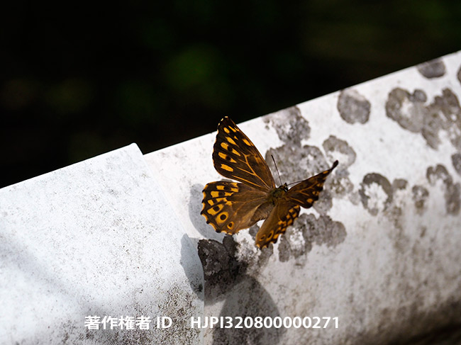 ヤマキマダラヒカゲ　Neope niphonica