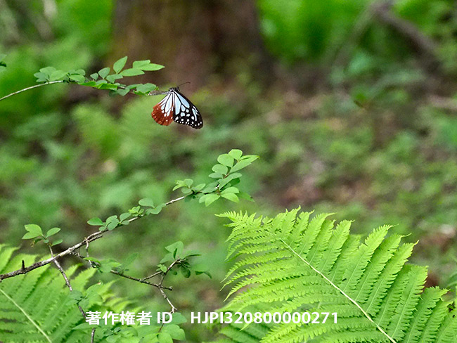 アサギマダラがやってきた　Parantica sita