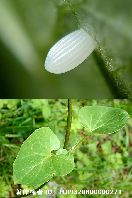 アサギマダラの卵と一生　Parantica sita