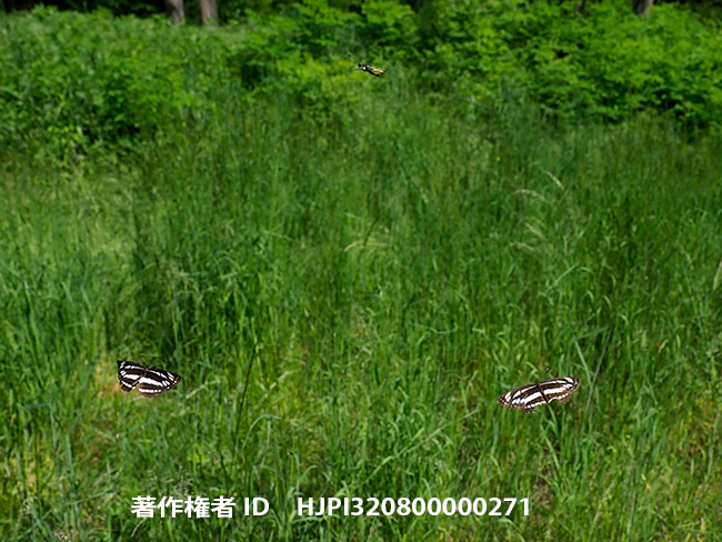 コミスジのテリトリー飛翔　Neptis sappho