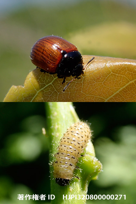 フジハムシの親子　Gonioctena rubripennis
