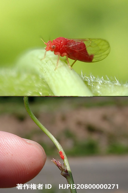 ベニキジラミ Psylla coccinea