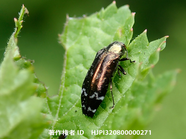 シロオビナカボソタマムシ　Coraebus quadriundulatus 