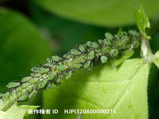 ソラマメヒゲナガアブラムシ　Megoura crassicauda