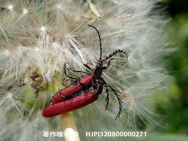 クシヒゲベニボタルの交尾　Macrolycus flabellatus 