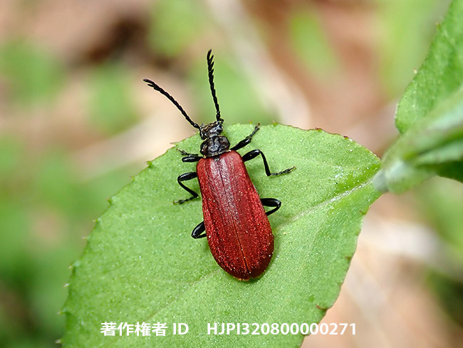 アカハネムシ　Pseudopyrochroa sp.
