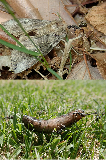 クロヤマアリが活発　Formica japonica