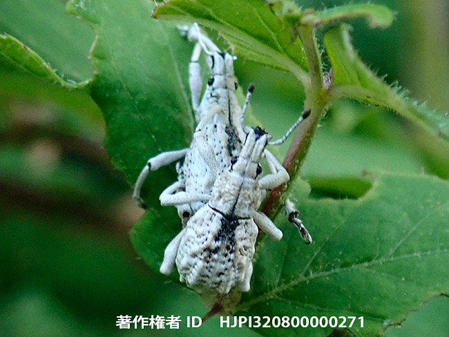 ヒメシロコブゾウムシ　Dermatoxenus caesicollis