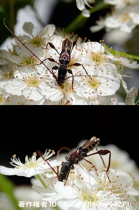 オニヒゲナガコバネカミキリ Molorchus pinivorus