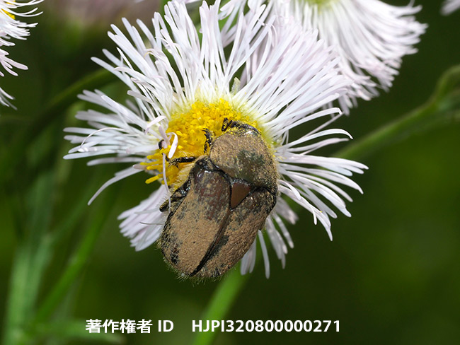 土だらけのコアオハナムグリ　Gametis jucunda　