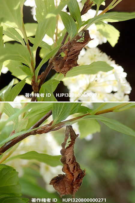 ホシミスジの幼虫　Neptis pryeri