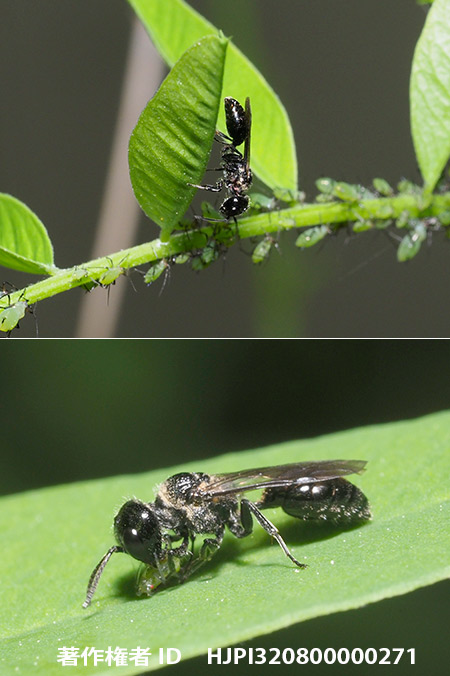 アブラムシを狩るハチ　Passaloecus　sp.