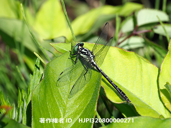 コサナエ Trigomphus melampus