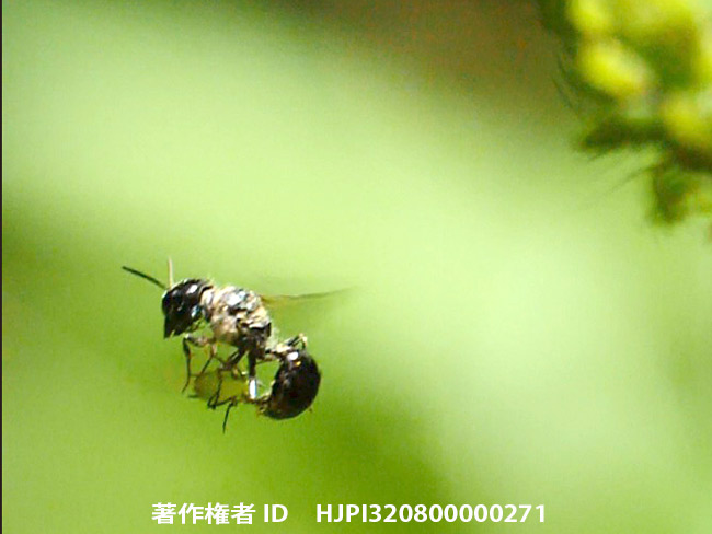 空中でアブラムシを刺すアリマキバチ