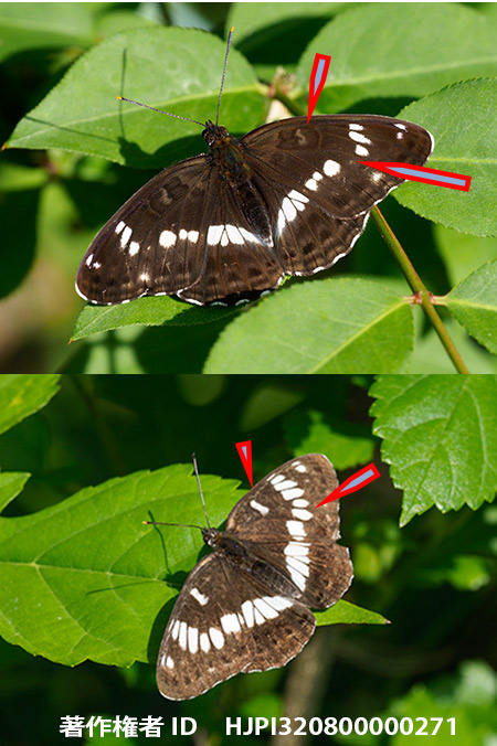 アサマイチモンジとイチモンジチョウ　Limenitis glorifica