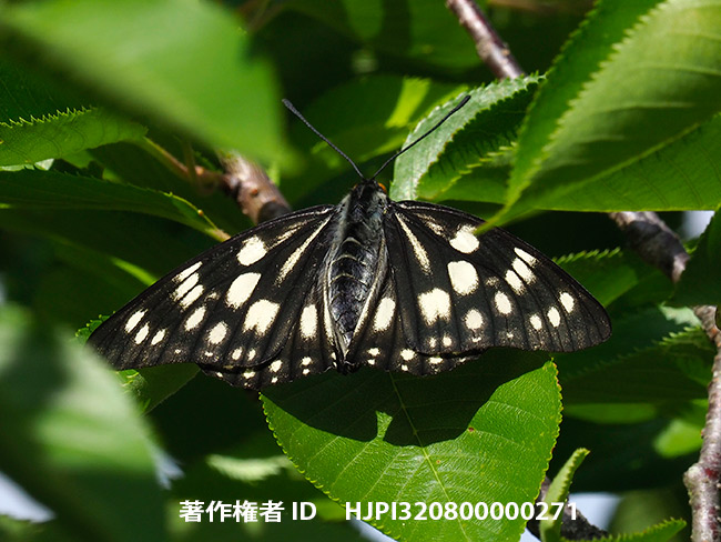 ゴマダラチョウ　Hestina persimilis