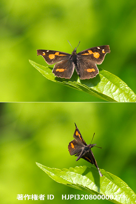 テングチョウの新成虫　Libythea celtis