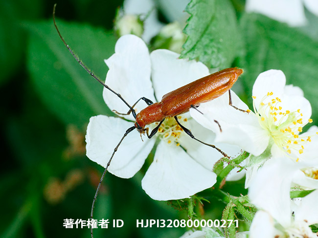 トビイロカミキリ　Allotraeus sphaerioninus