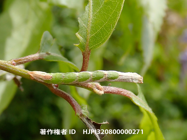 かくれんぼ上手なシャクガの幼虫