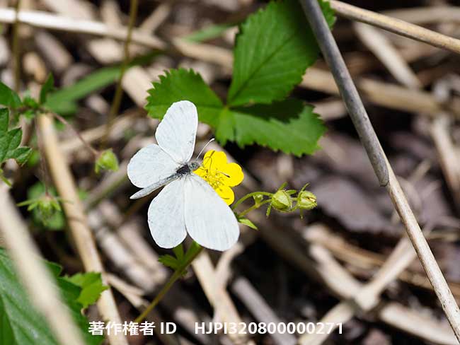 エゾヒメシロチョウの飛翔　Leptidea morsei