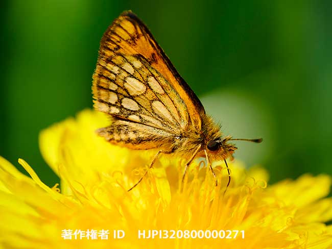  カラフトタカネキマダラセセリの飛翔　Carterocephalus sylvicola