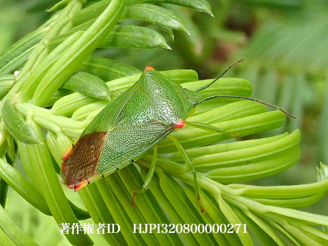 ハサミツノカメムシ　Acanthosoma labiduroides