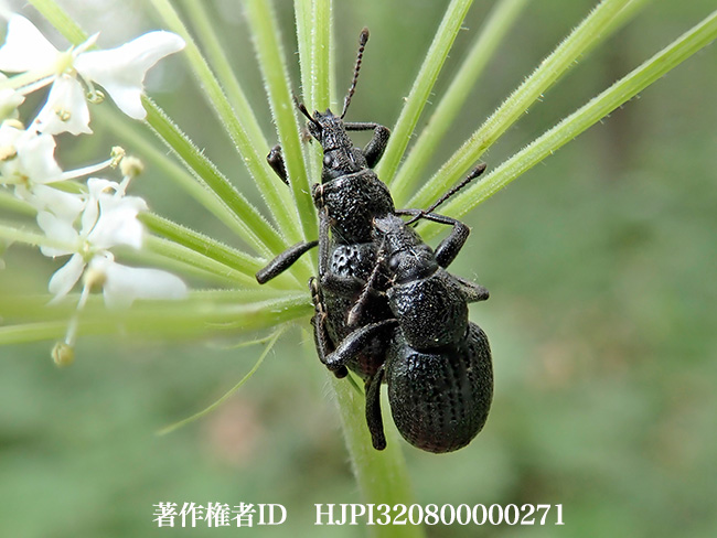 ハナウドゾウムシ　Catapionus viridimetalicus