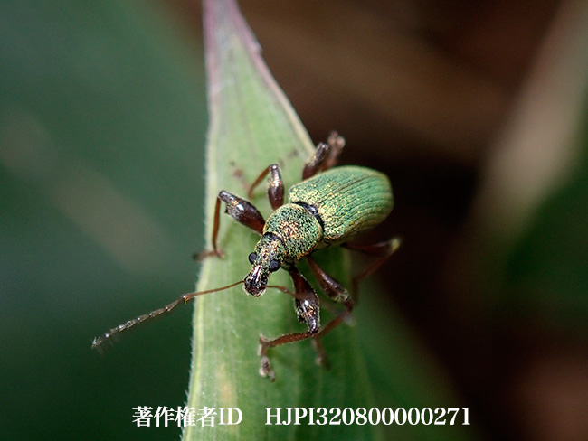 ヒゲボソゾウムシ　 Phyllobius sp.