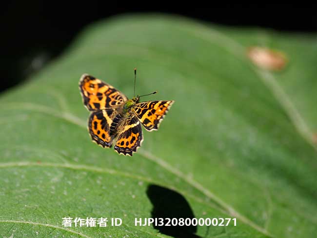 サカハチチョウの飛翔　Araschnia burejana