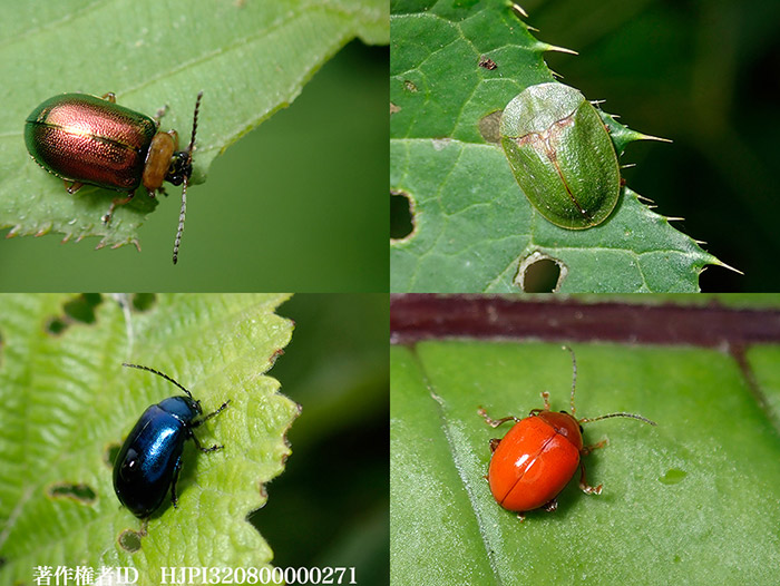 北海道で見たハムシ