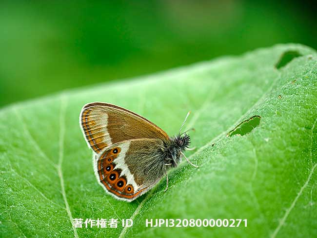 シロオビヒメヒカゲをマクロレンズで　 Coenonympha hero
