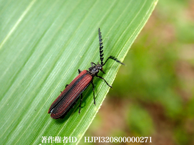 ベニボタル Lycostomus sp.