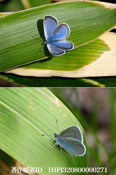 カバイロシジミ　Glaucopsyche lycormas